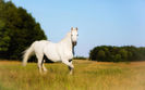 BestHDWallpapersPack1207_94
