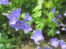 Campanula platycodon (5)