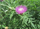 Centaurea dealbata (2)