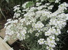 Cerastium (10)