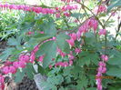 Dicentra (6)