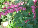 Dicentra (8)