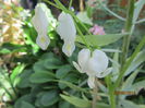 Dicentra (15)