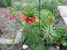 Fritillaria imp. (10)
