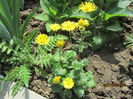 Iarba ciutei (5)-Doronicum caucazica