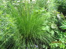 Iarba de vint-stipa arundinacea siroco (2)