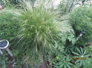 Iarba de vint-stipa arundinacea siroco (3)
