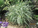Iarba dec. Phalaris arundinacea picta (2)