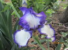 Iris germanica (8)