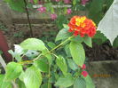 Lantana (2)