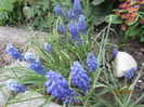 Muscari (2)