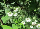 Nigella (3)