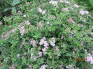 Spirea