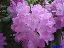 297 Rododendron