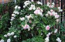 5 iunie,Eden Rose