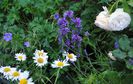 campanula glomerata