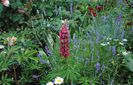 lupinus my castle