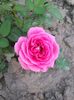 trandafir roz pitic