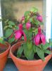 fuchsia blacky