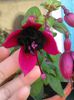 fuchsia blacky