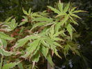 Acer palmatum Butterfly (2015, May 12)