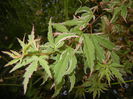 Acer palmatum Butterfly (2015, May 12)