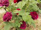 DSCN4216