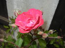 Rose Leipzig (2015, May 16)