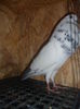 SAM_4365