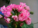 IMG_20150609_183255
