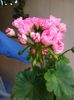IMG_20150609_183406
