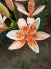orange electric