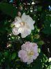 Paul's Himalayan Musk