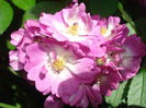 Perennial Blue