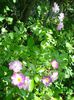 DSC09092
