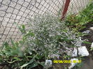 GONIOLIMON TATARICUM