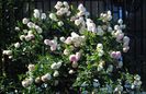 7 iunie,pe inserat...Eden Rose