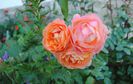 Lady Emma Hamilton