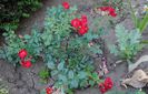 Red Fairy, primele flori:))