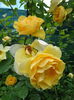 DSC08738