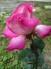 DSC08755