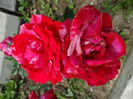DSC08779