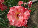 DSC08780