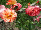 DSC08781