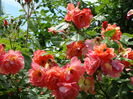 DSC08786