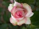 rose honore de balzac2