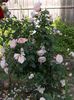 generous gardener 2015 (7)