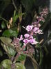 Busuioc