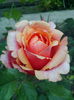IMG_20150603_185722