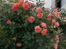 westerland- 2015 (8)